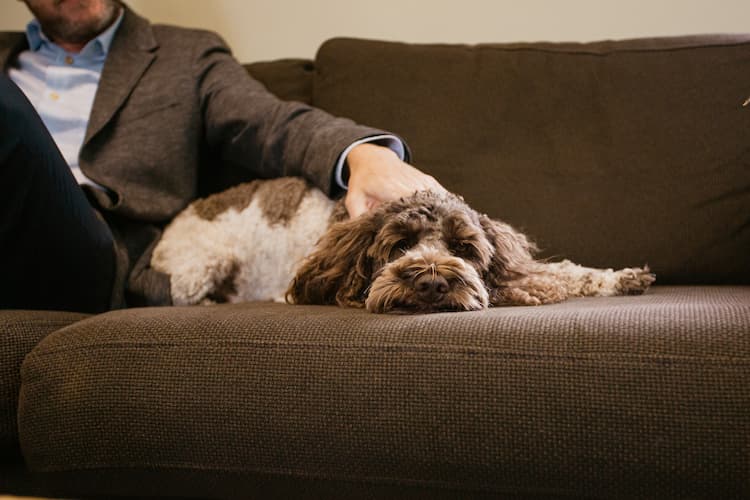 Image of a brown and white dog called Ani resting on a sofa